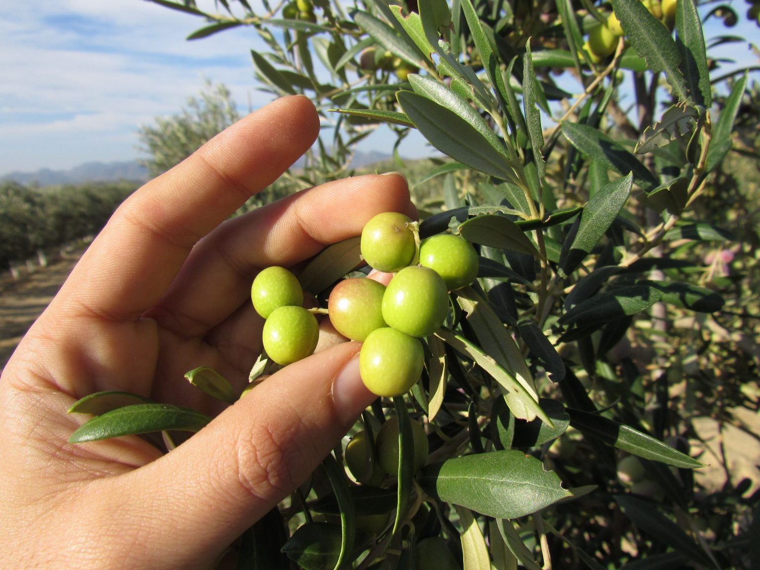 productores de aceite de oliva virgen extra